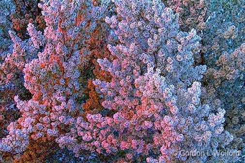 Frosty Pines At Sunrise_33556.jpg - Photographed at Smiths Falls, Ontario, Canada.